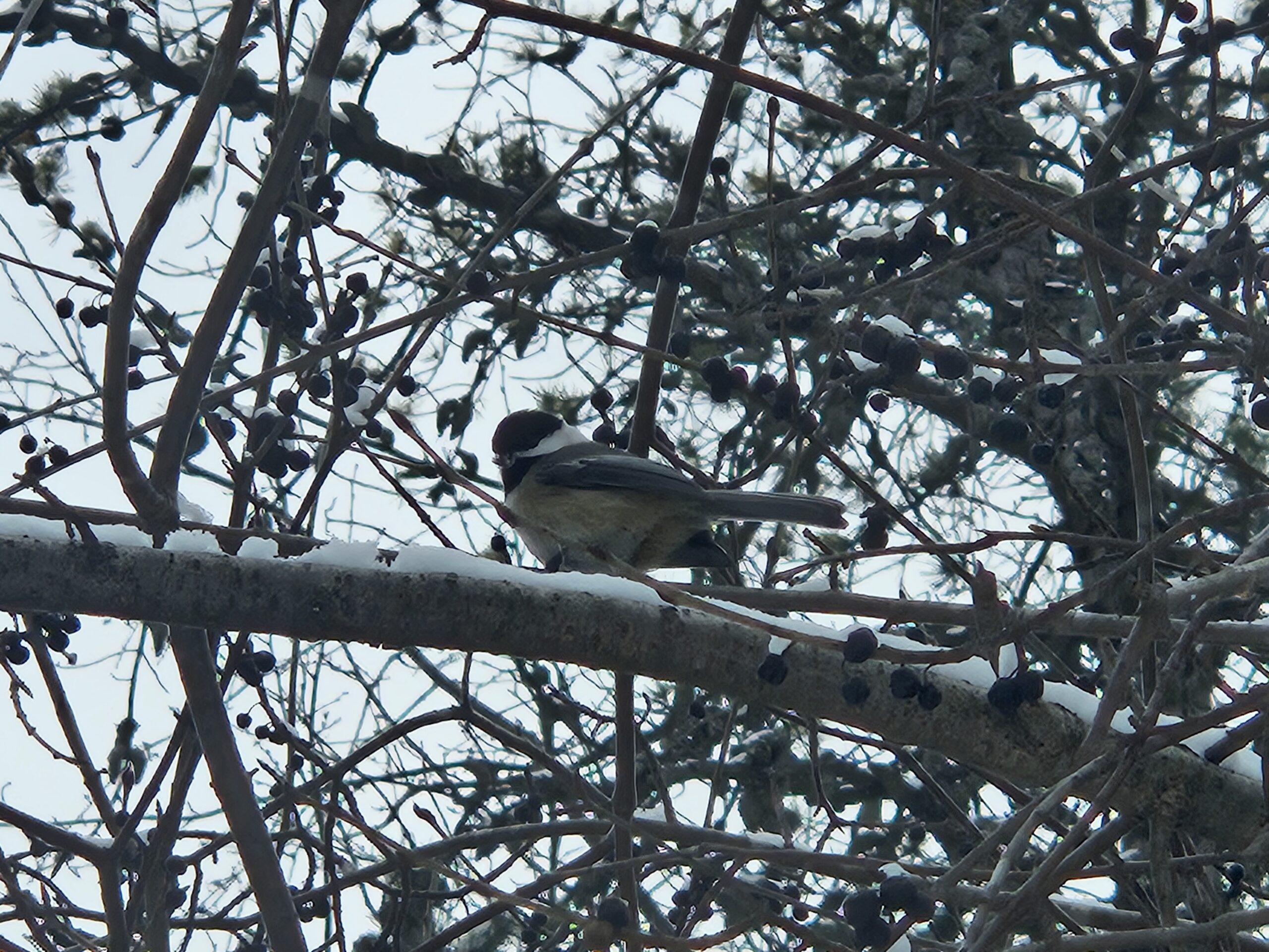 Local community commits to aiding Ottawa’s bird population